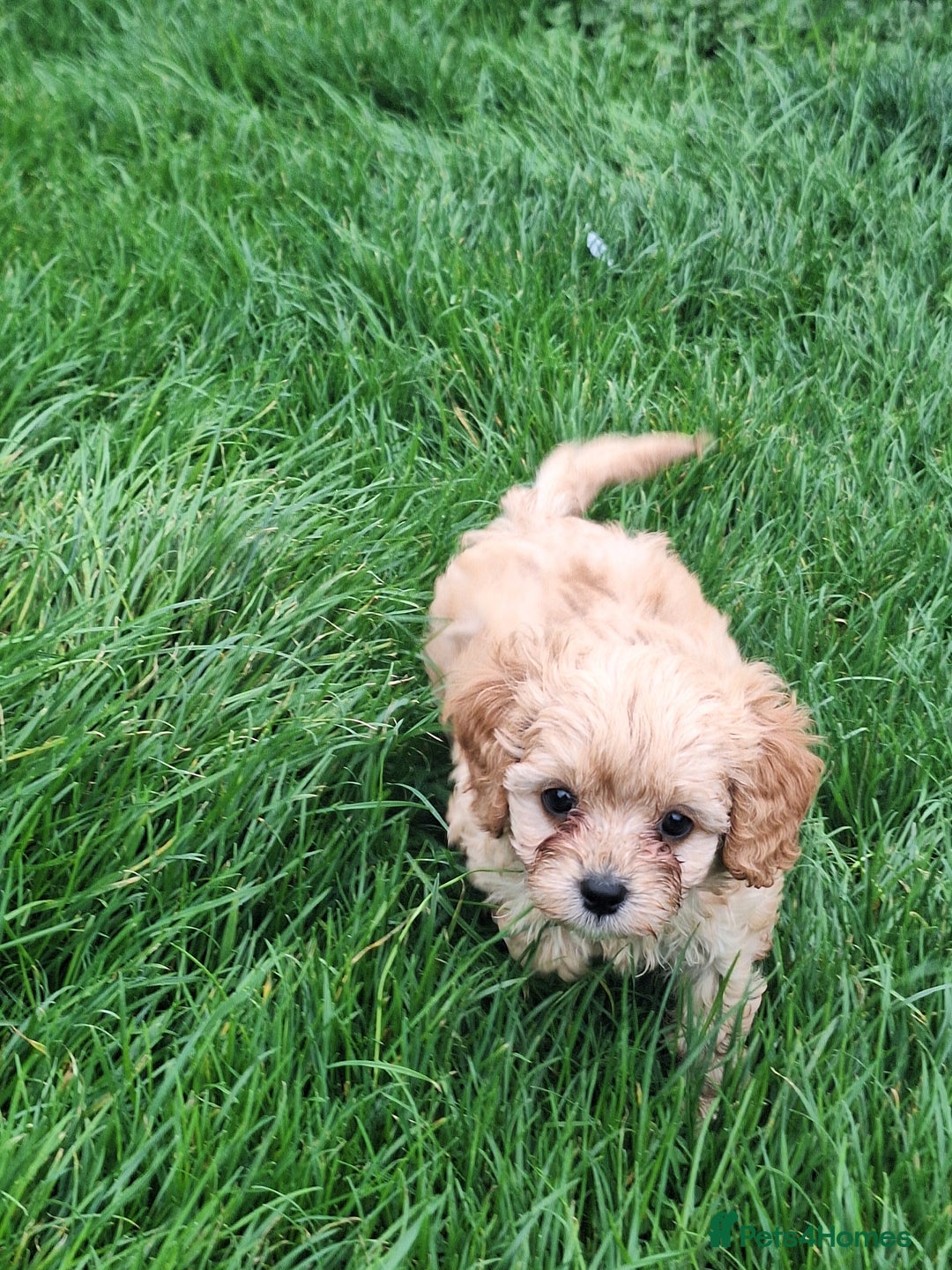 Cavapoo dogs for sale: CAVAPOO PUPPIES - Image 2