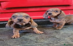 Miniature Dachshund dogs for sale: Miniature dachshund pups - Advert 5