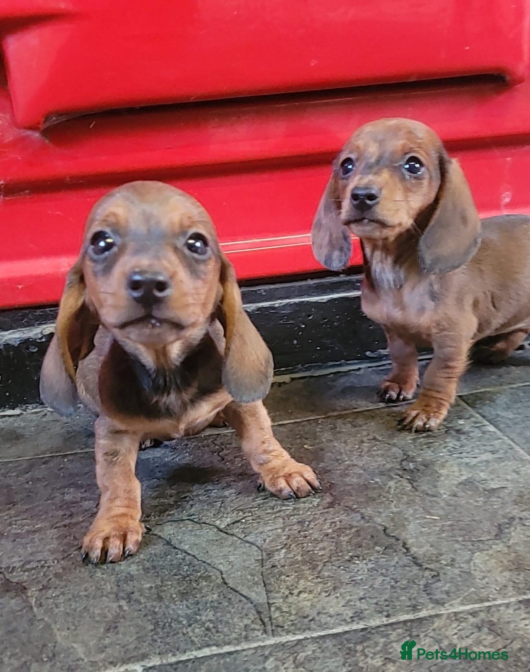 Miniature Dachshund dogs for sale: Miniature dachshund pups - Advert 5