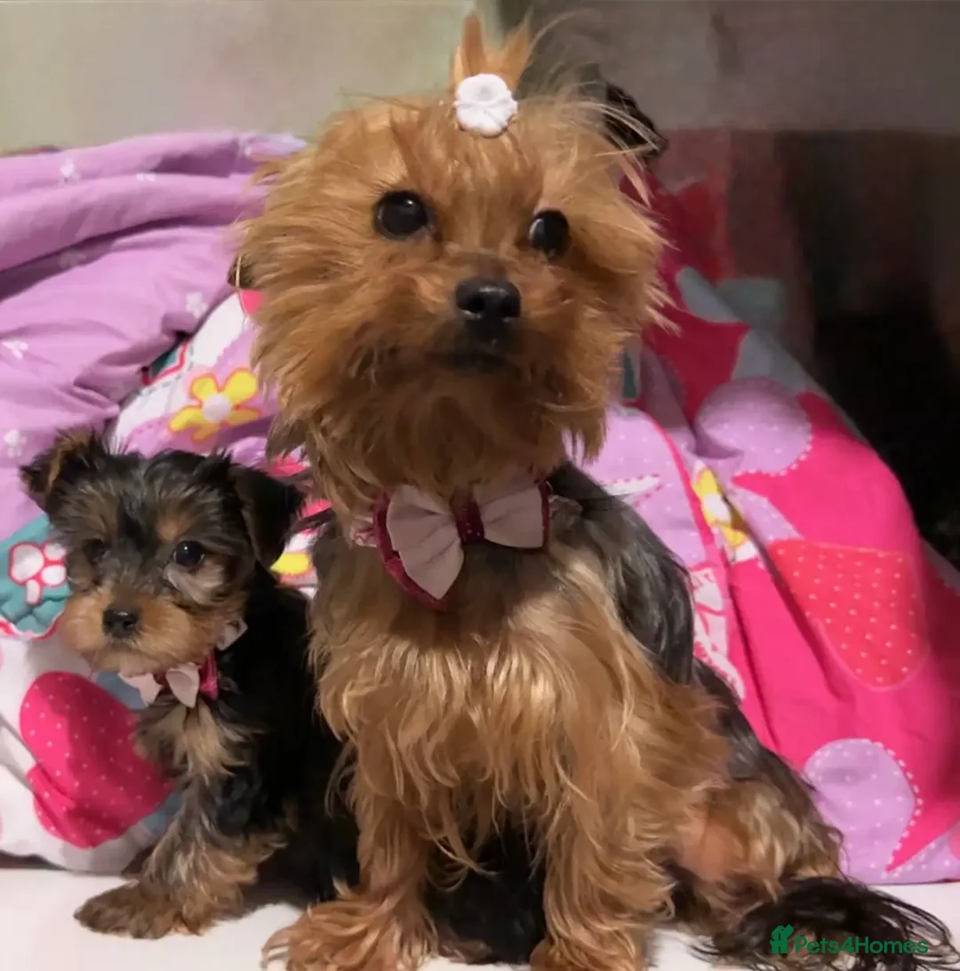Yorkshire Terrier dogs for sale: Healthy Yorkshire Terrier puppies - Advert 2