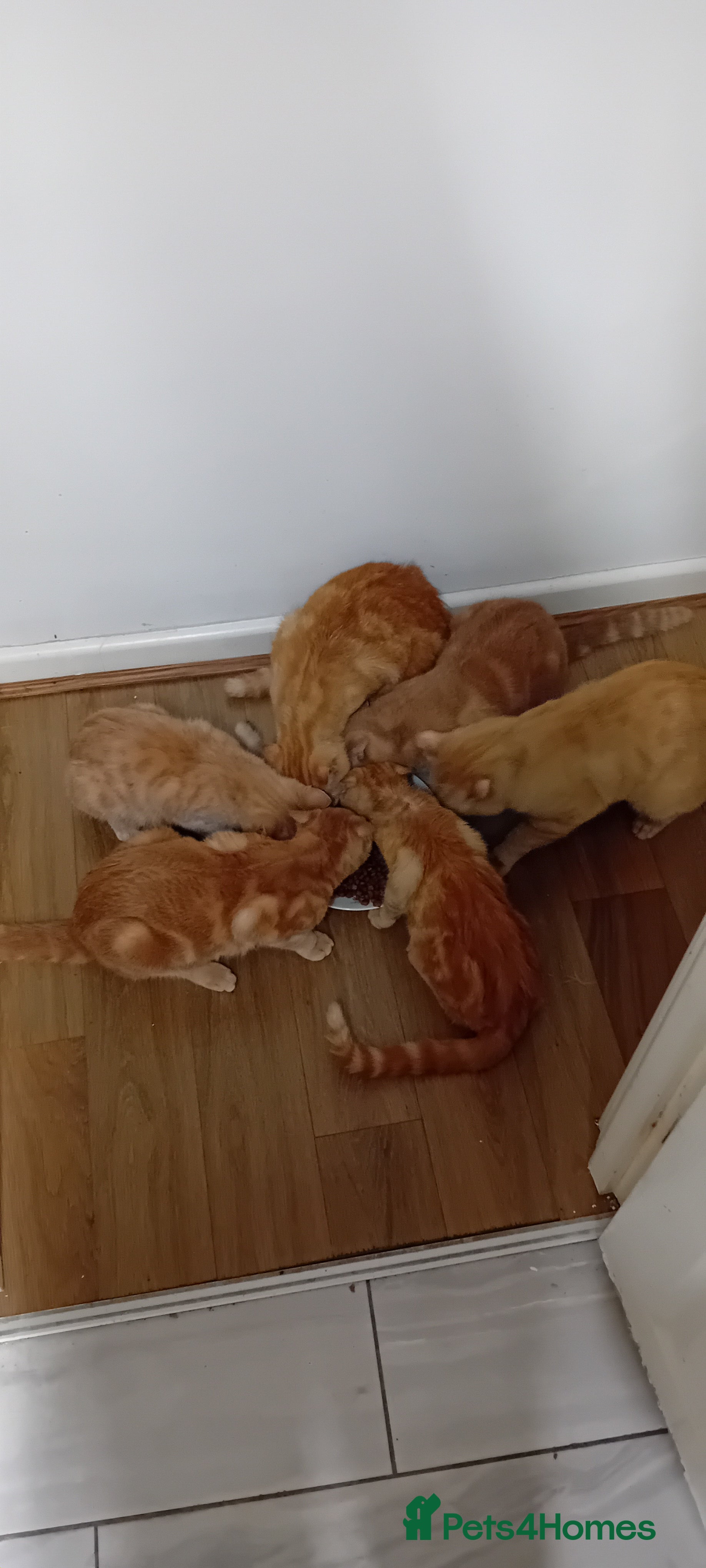 Mixed Breed cats Ginger kitten! - Advert 16