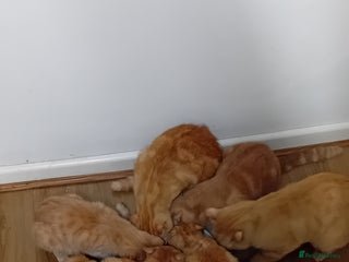 Mixed Breed cats Ginger kitten! - Advert 1