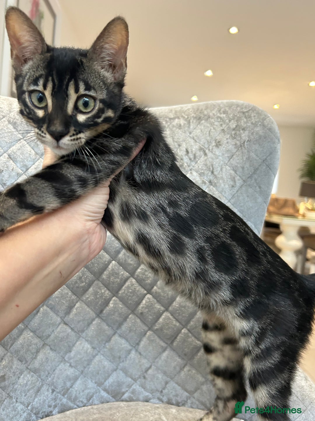 Bengal cats for sale: Stunning Charcoal Female Bengal Kitten - TICA - Advert 1