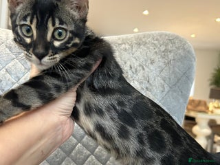Bengal cats Stunning Charcoal Female Bengal Kitten - TICA - Advert 1