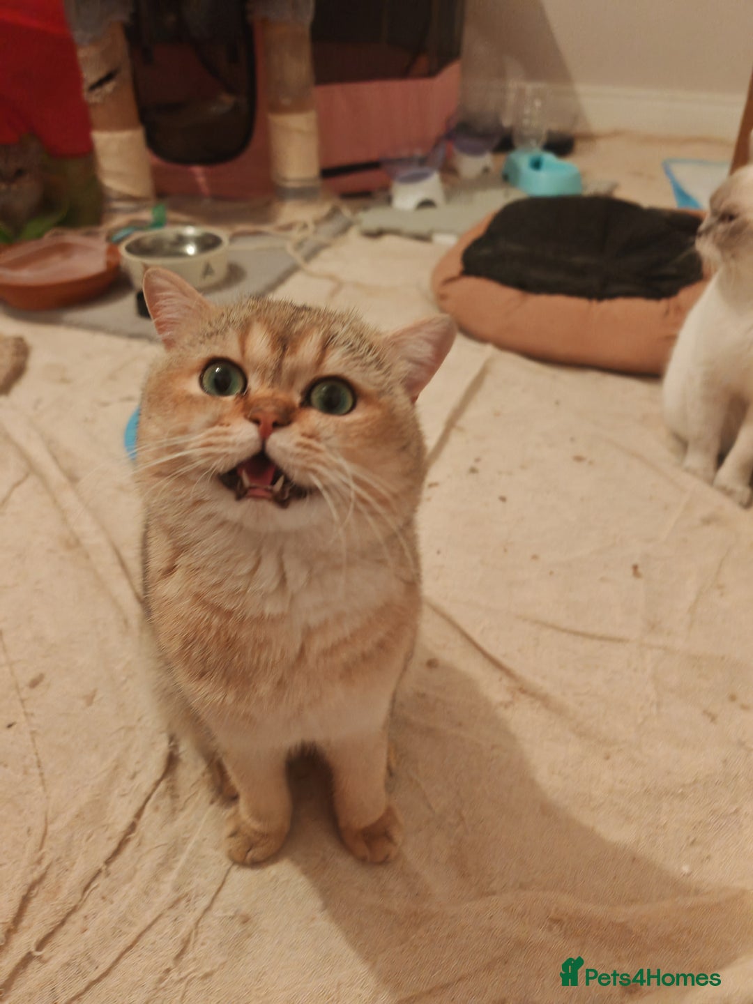 British Shorthair cats for sale: Pegidree adult loving British Shorthair for sake - Image 13