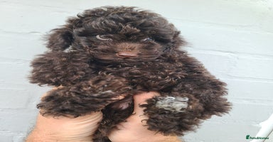 Cavapoo dogs - Advert 1