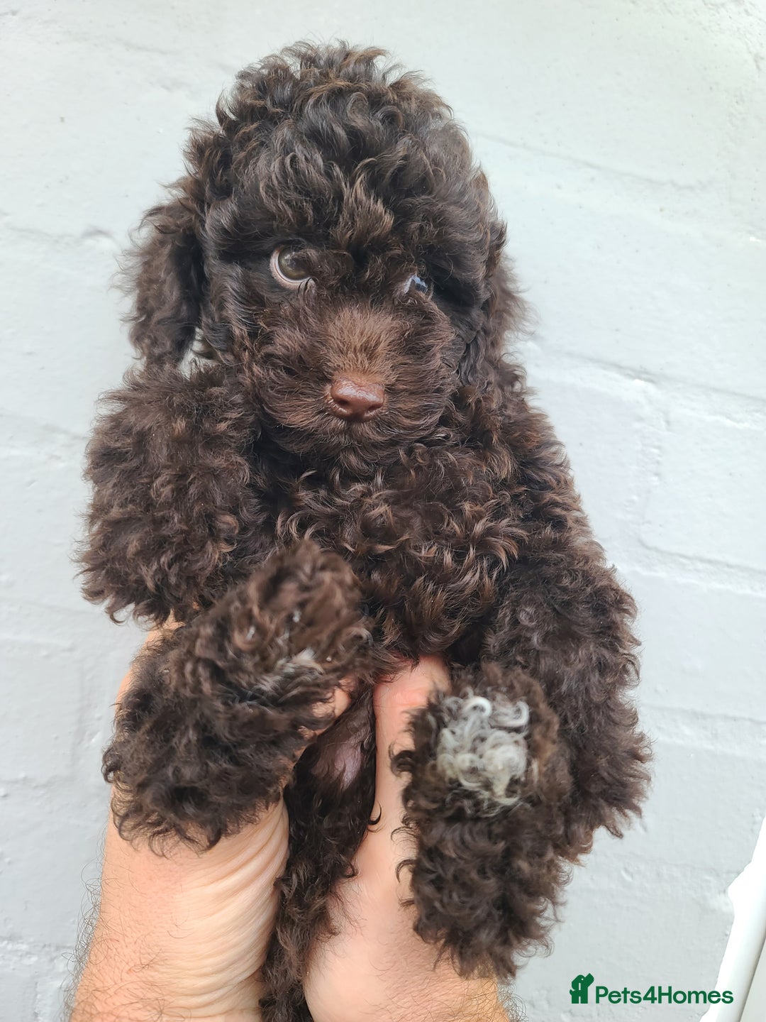 Cavapoo dogs for sale: Waitlist Jan/Feb 26.  F1B Cavapoo. Health Tested  - Advert 4