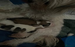 Mixed Breed dogs for sale: Maltese x chihuahua puppies for sale  - Image 4