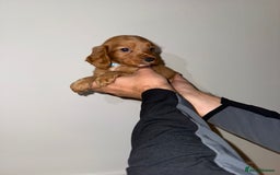 Cocker Spaniel dogs for sale: 🧡Fox Red WCS🧡 - Image 5