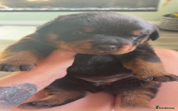Rottweiler dogs for sale: Rottweiler pup - Image 3