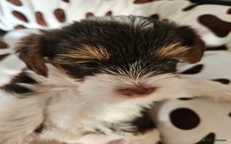 Yorkshire Terrier dogs for sale: DNA TESTED Father - Yorkshire Terrier puppies  - Image 32