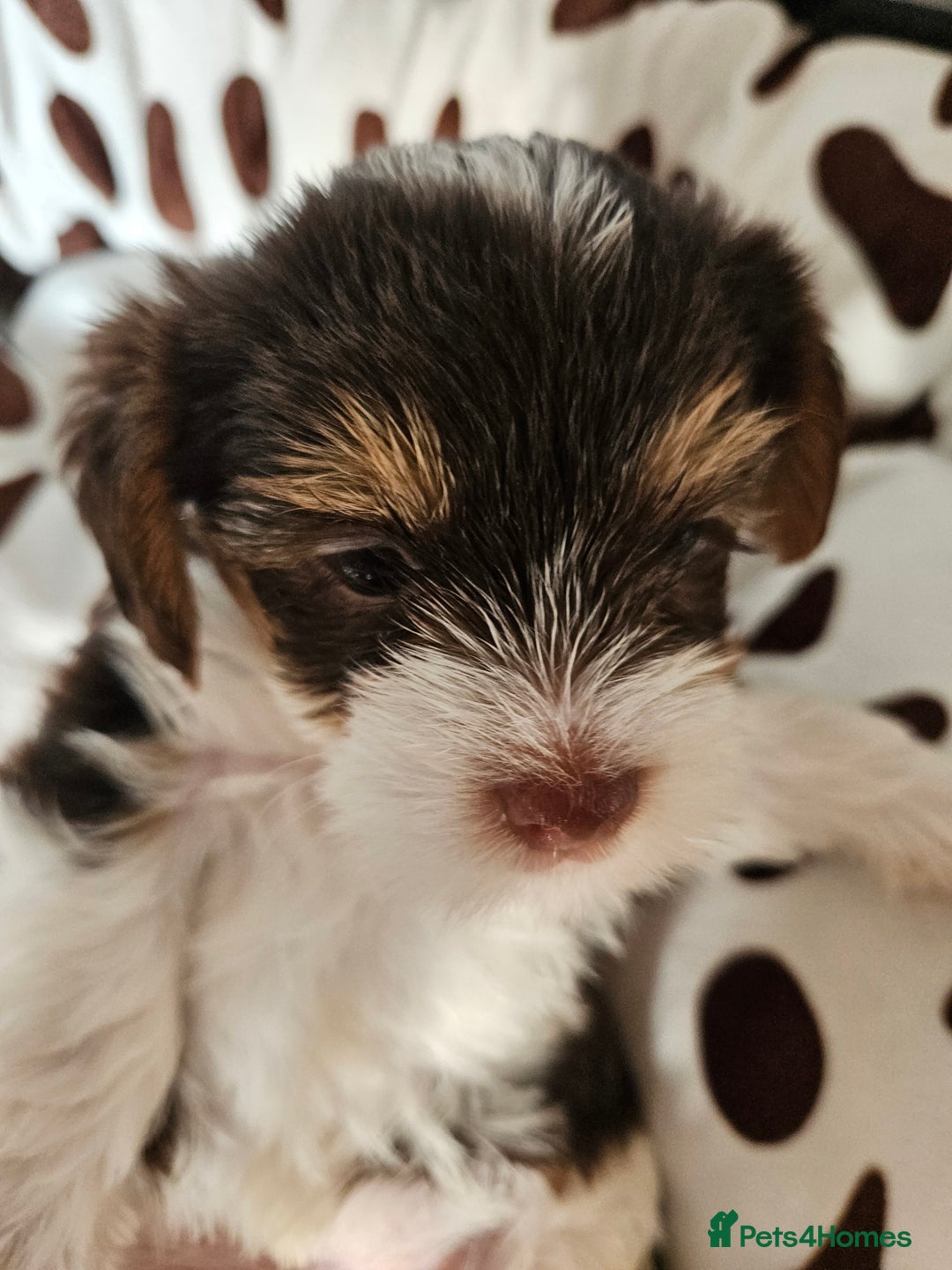Yorkshire Terrier dogs for sale: DNA TESTED Father - Yorkshire Terrier puppies  - Image 32