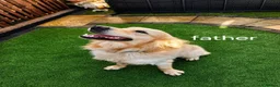 Goldador dogs for sale: Beautiful f1 Goldador puppies - Advert 5