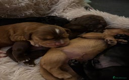 Cocker Spaniel dogs for sale: Cocker spaniel puppies - Image 18