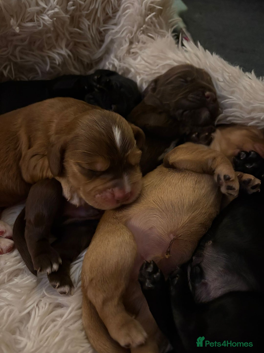 Cocker Spaniel dogs for sale: Cocker spaniel puppies - Image 18