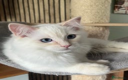 Ragdoll cats for sale: Cream point boy ready now in Lincoln - Image 14