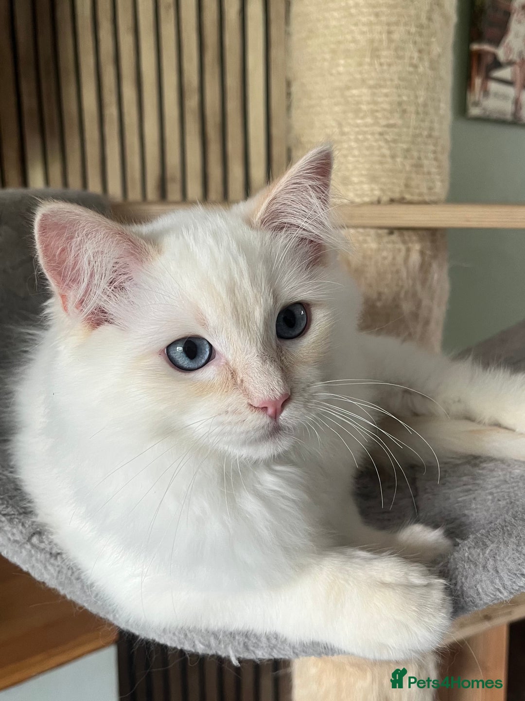 Ragdoll cats for sale: Cream point boy ready now in Lincoln - Image 14