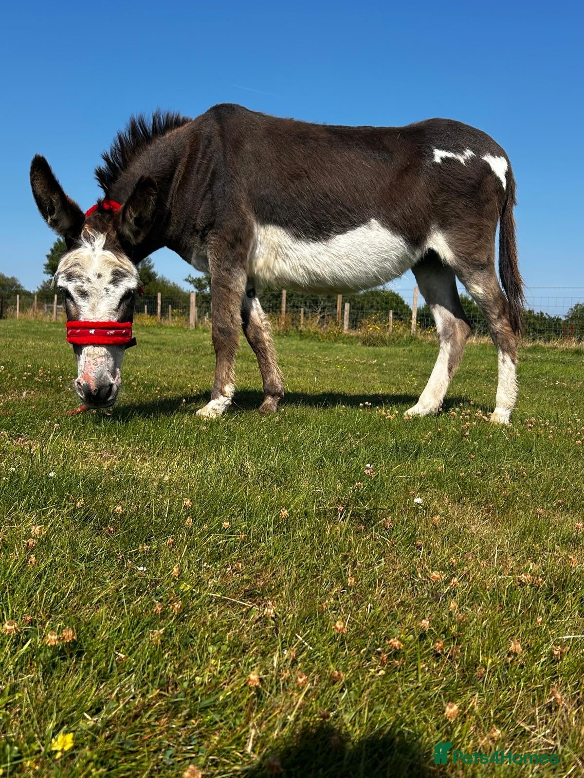 Donkey livestock Miniature Mediterranean Jenny  - Advert 4