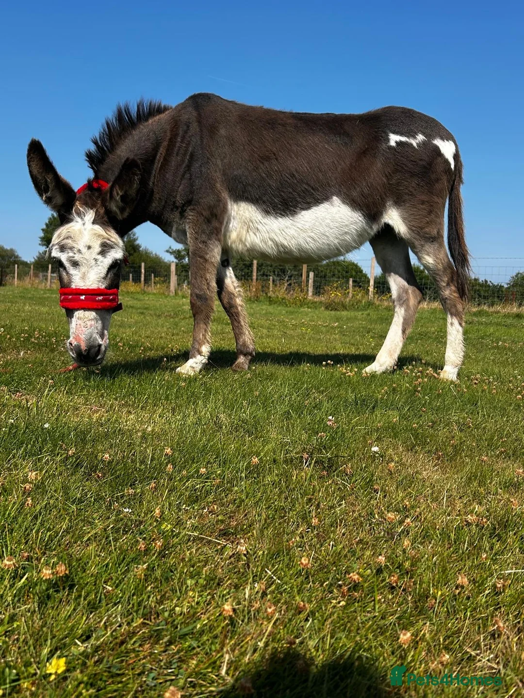 Donkey livestock for sale: Miniature Mediterranean Jenny  in Kidwelly - Advert 1