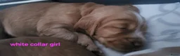 Cocker Spaniel dogs for sale: Beautiful working / show cocker spaniel puppies - Advert 15