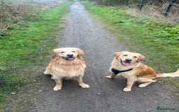 Golden Retriever dogs for sale: Golden retriever puppies - Image 9