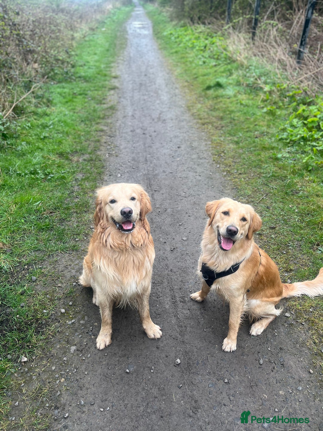 Golden Retriever dogs for sale: Golden retriever puppies - Image 9