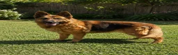 German Shepherd dogs for adoption: Meet lana 🥰🐾 - Advert 1