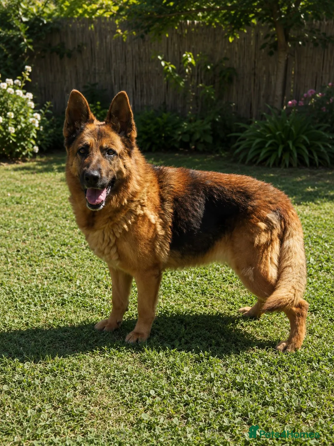 German Shepherd dogs for adoption: Meet lana 🥰🐾 - Advert 1