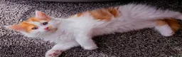 Mixed Breed cats for sale: Beautiful 9 Week Old Mixed Breed Kittens Ready Now - Advert 37