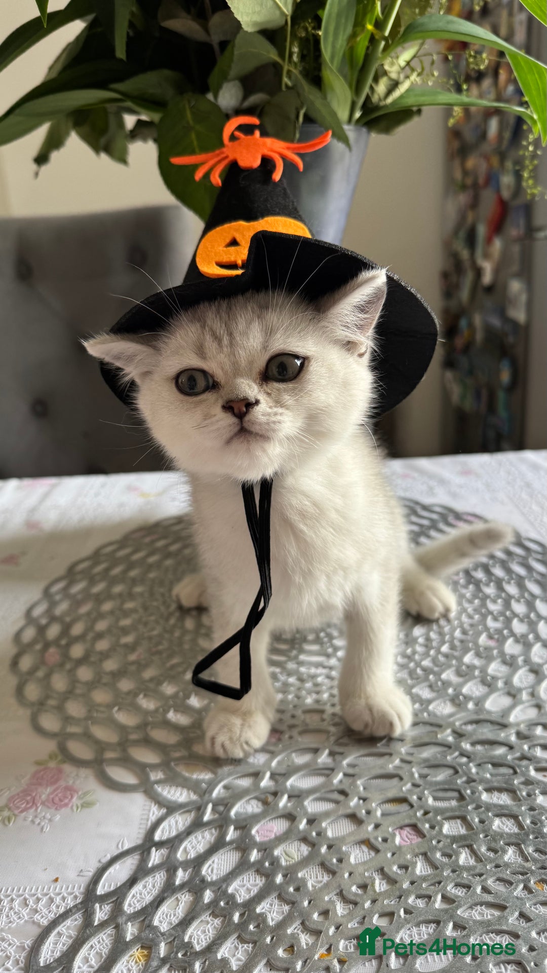 Scottish Fold cats for sale: Two Scottish Straight Boys  - Image 21