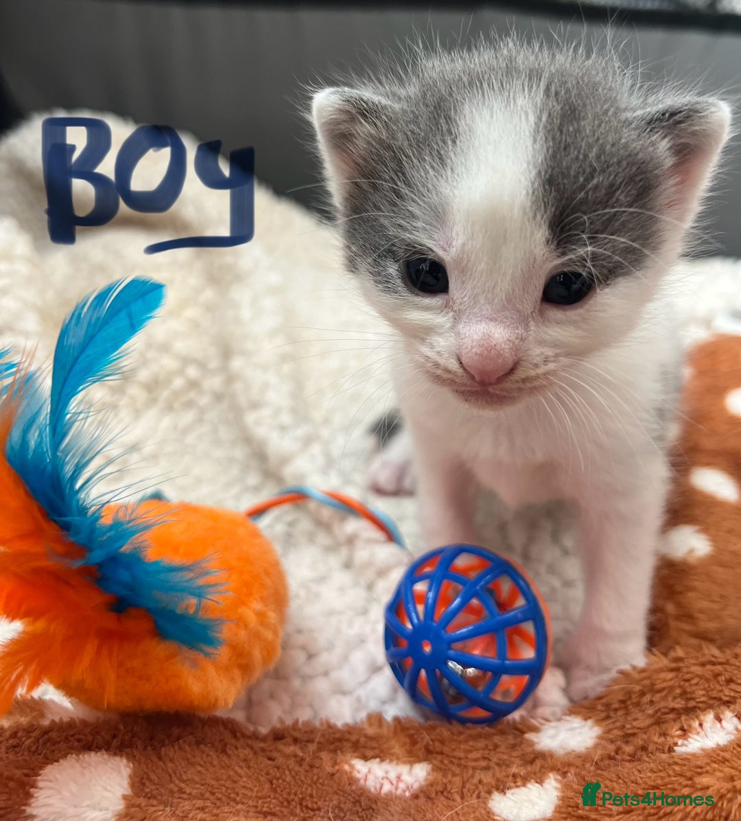 Mixed Breed cats for sale: ❤️*Blue/white & black/white friendly kittens*❤️ - Image 20