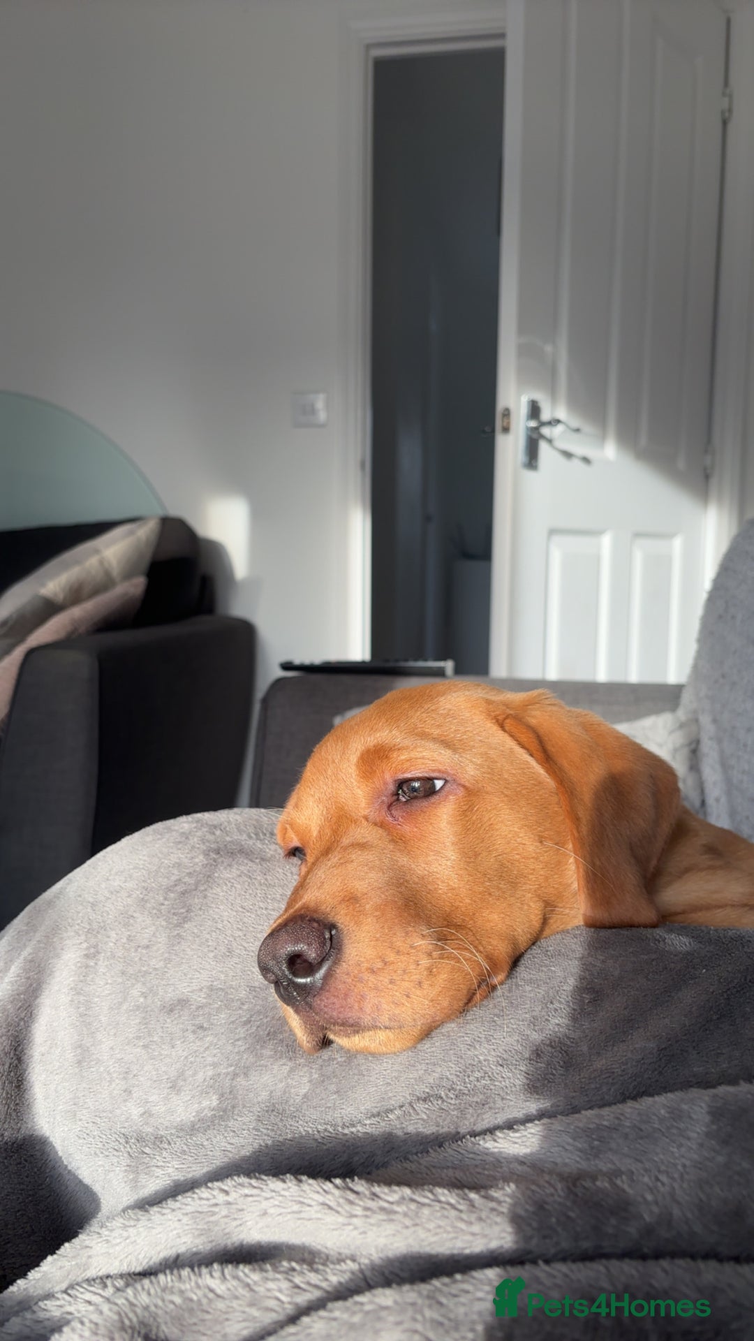 Labrador Retriever dogs for sale: Red Fox Beautiful 18 week old Lab - Advert 2