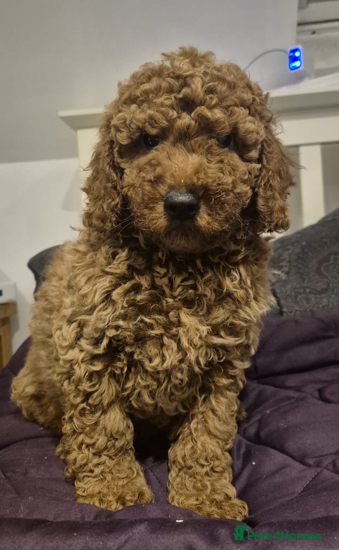 Mini Goldendoodle dogs for sale: Miniature golden doodles - Advert 6