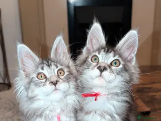 Maine Coon cats Mainecoon kittens - Advert 10