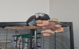 Parrots birds for sale: Timneh african grey  - Image 7