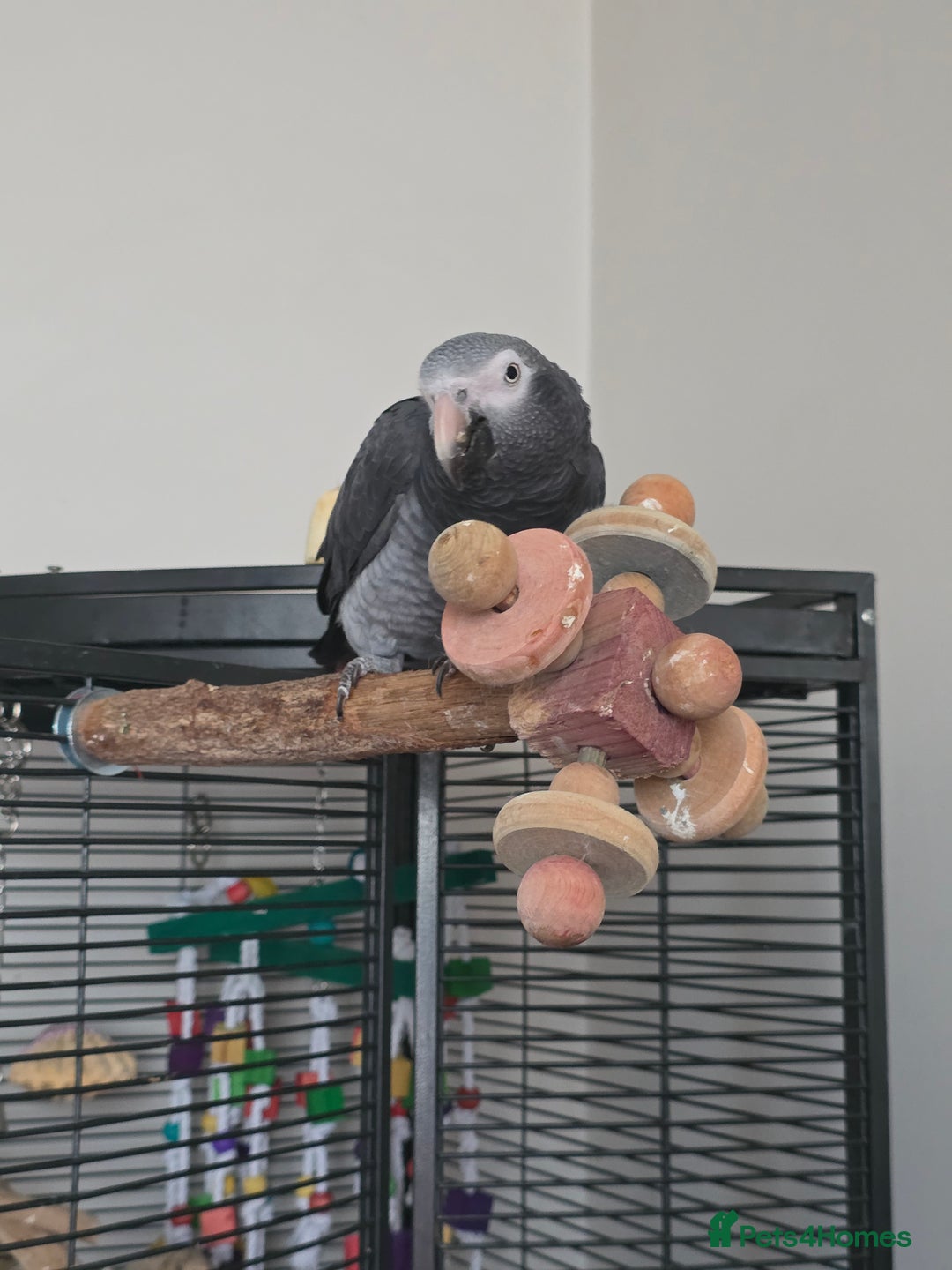 Parrots birds for sale: Timneh african grey  - Image 7