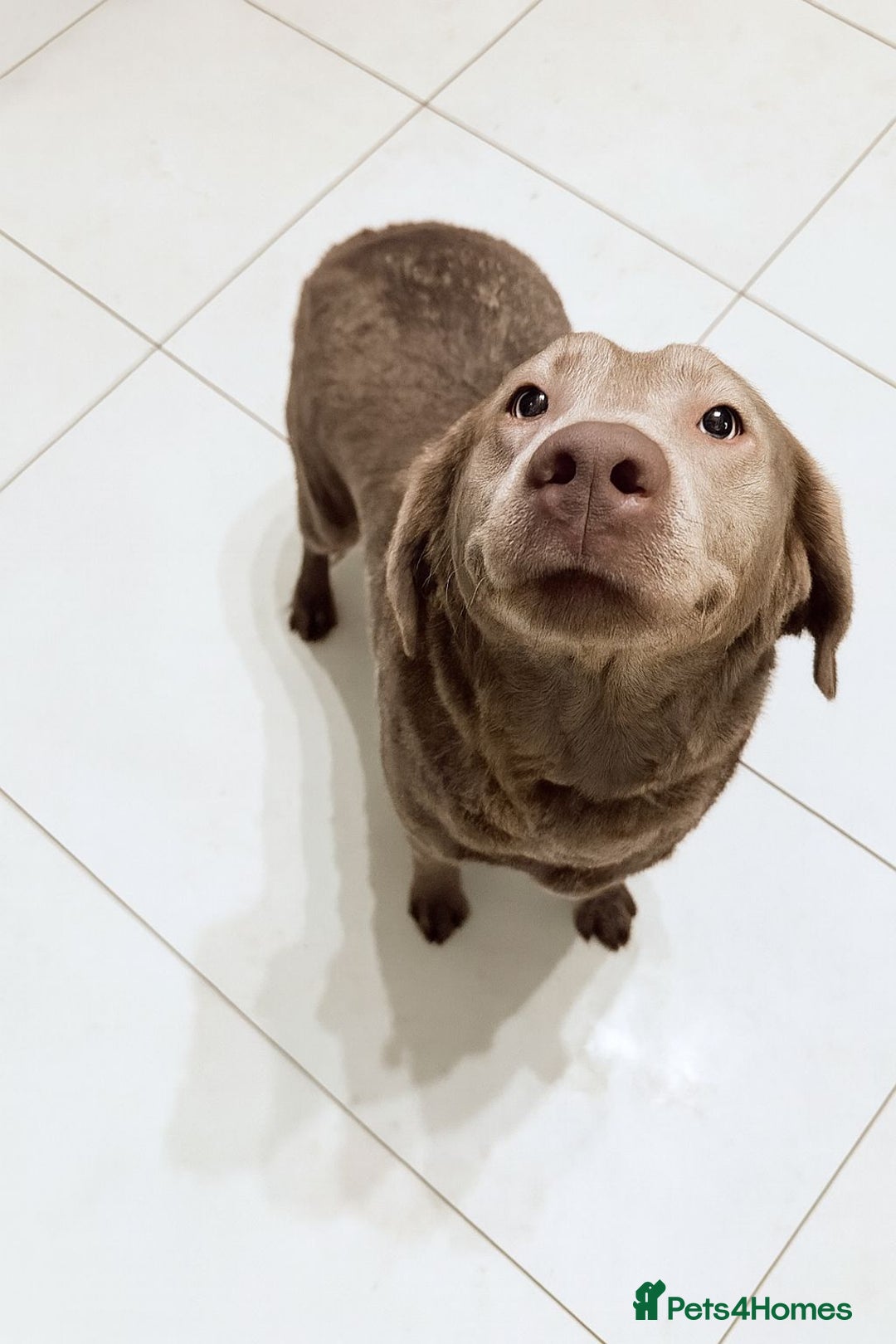 Labrador Retriever dogs for sale: Labrador Female kc reg  - Advert 1