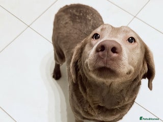 Labrador Retriever dogs Labrador Female kc reg - Advert 1