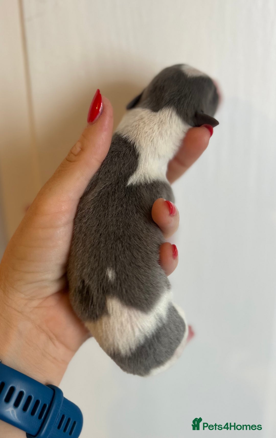 Whippet dogs for sale: Lovely petite Whippets - Image 11