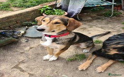 Mixed Breed dogs for adoption: Sylvester is looking for a home with another dog  - Image 4