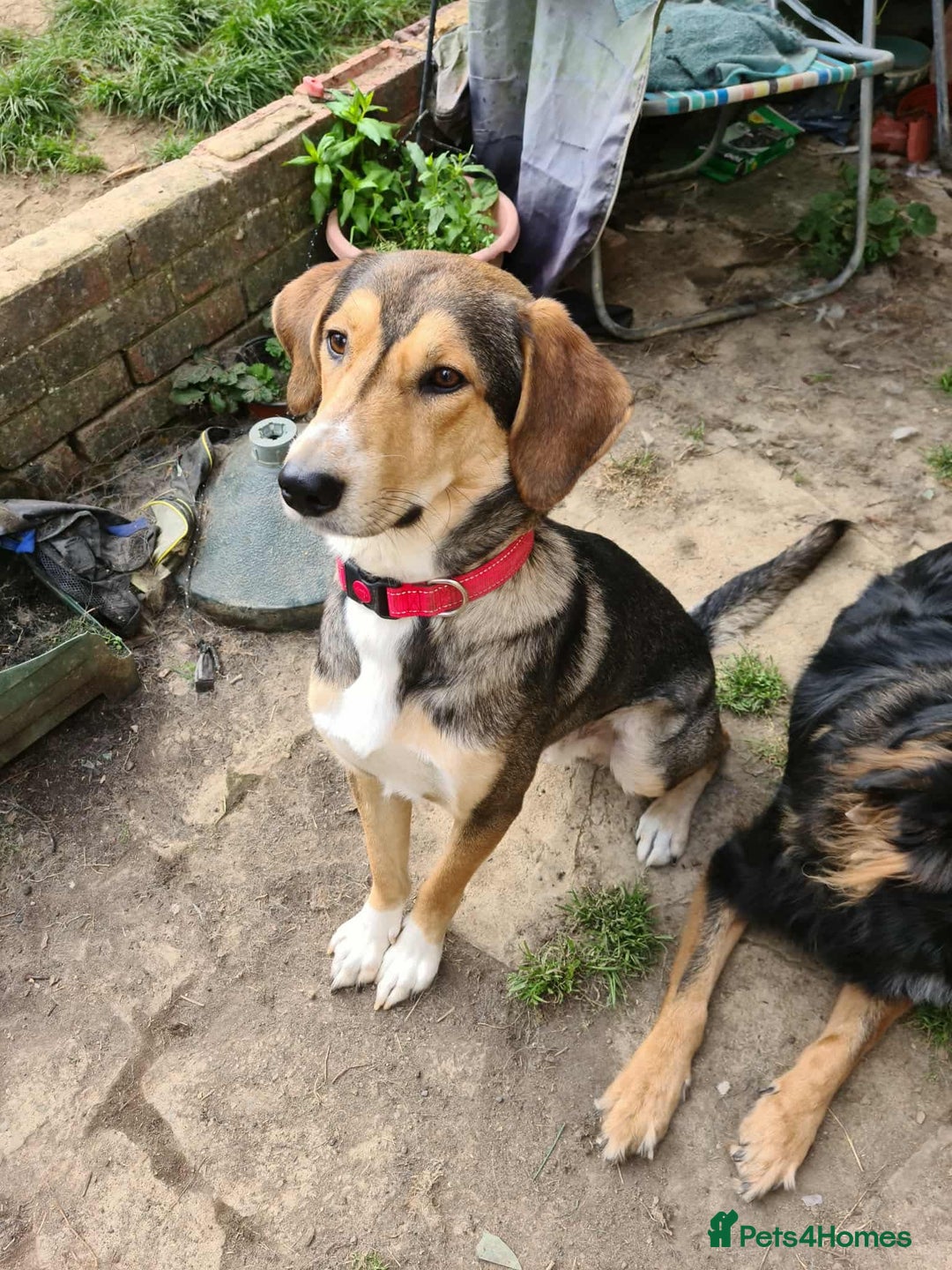 Mixed Breed dogs for adoption: Sylvester is looking for a home with another dog  - Image 4