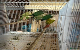 Conures birds for sale: Conures  - Image 10
