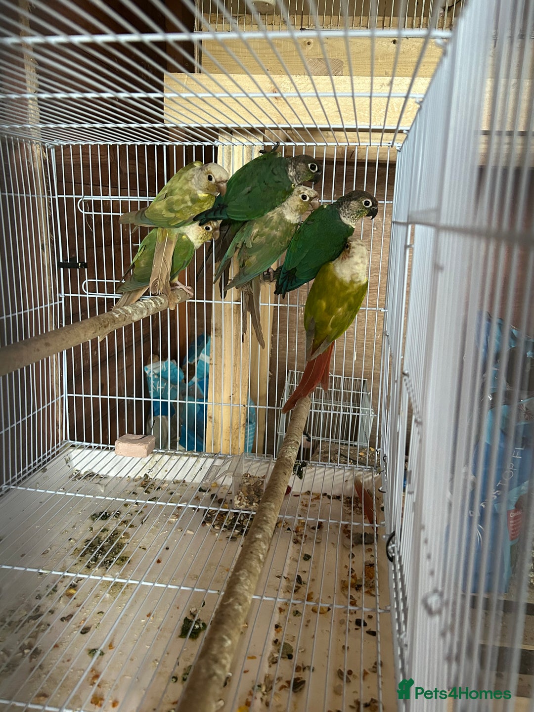 Conures birds for sale: Conures  - Image 10