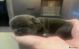 American Bully dogs for sale: ABKC Pocket Bully pups for sale!  - Image 6