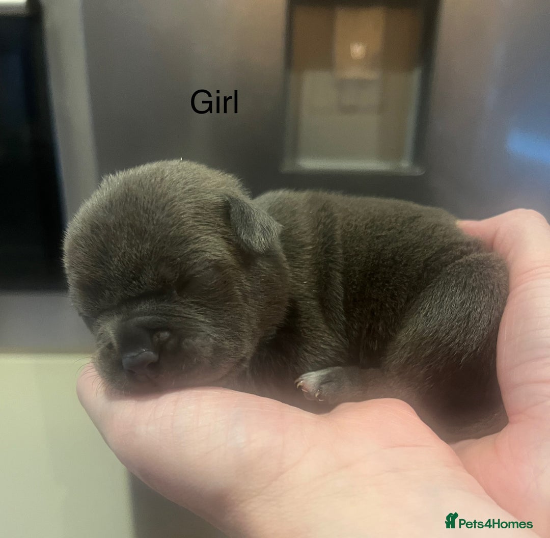 American Bully dogs for sale: ABKC Pocket Bully pups for sale!  - Image 6