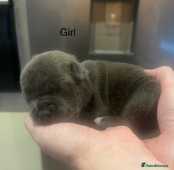 American Bully Puppy 4