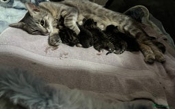Domestic Shorthair cats for sale: Kittens - Image 28