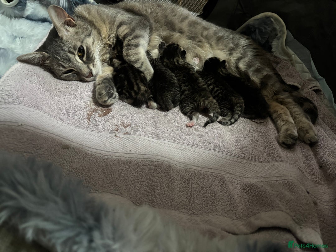 Domestic Shorthair cats for sale: Kittens - Image 28