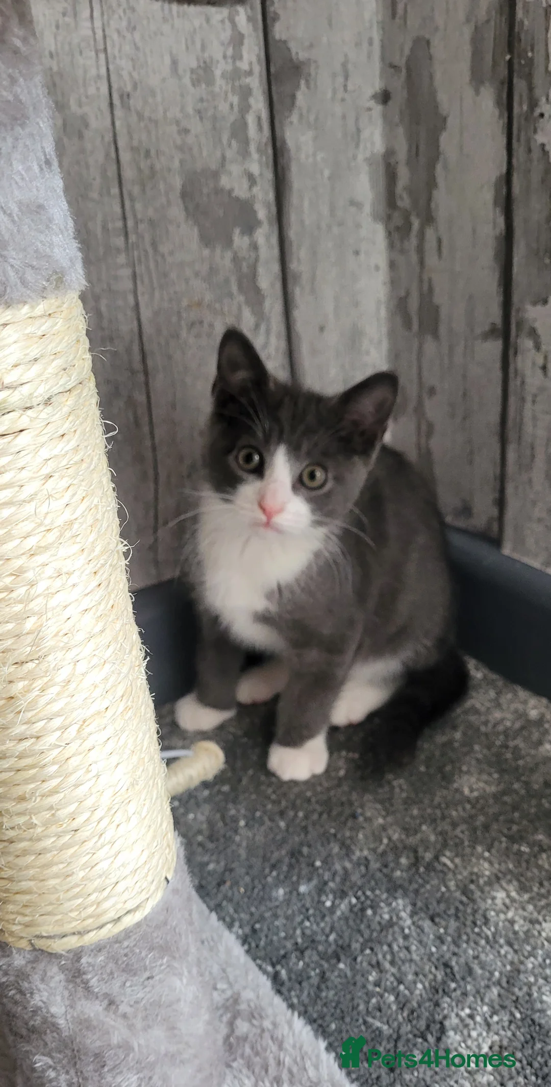 British Shorthair cats for sale: 6 Adorable kittens seeking forever home - Advert 2