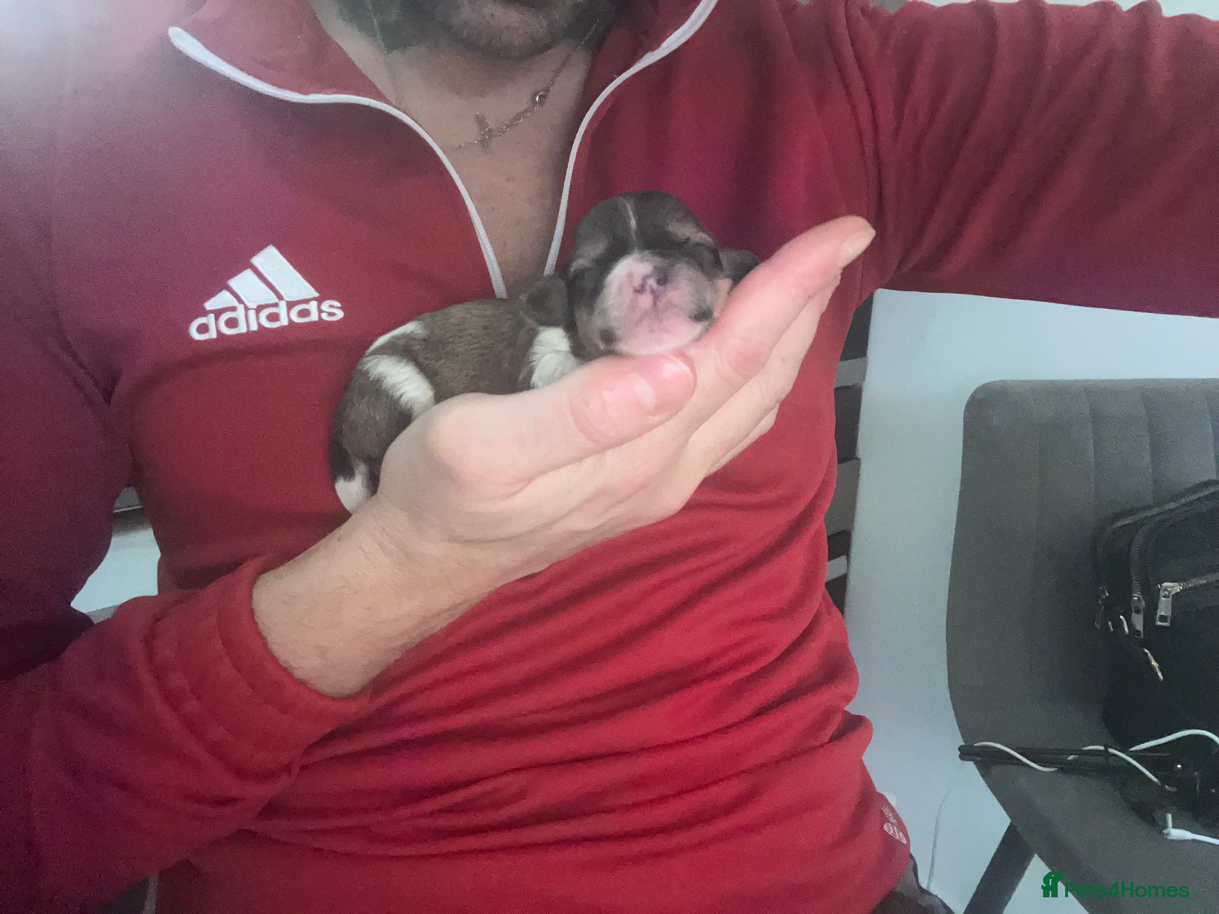 Shihpoo dogs Toy Shihpoo puppies  - Advert 3